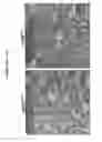Fig. 28 - ROBUST AND EFFICIENT DIFFERENTIATION OF HUMAN PLURIPOTENT STEM CELLS TO MULTIPOTENT VASCULAR PROGENITORS