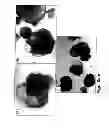 Fig. 08 - Medium comprising transforming growth factor βand basic fibroblast growth factor