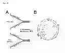 Fig. 02 - Methods of introducing nucleic acids into cellular DNA