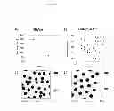 Fig. 03 - Method for harvesting nanoparticles and sequestering biomarkers