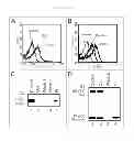 Fig. 06 - Method for harvesting nanoparticles and sequestering biomarkers