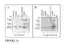 Fig. 13 - Method for harvesting nanoparticles and sequestering biomarkers