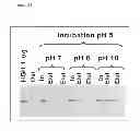 Fig. 22 - Method for harvesting nanoparticles and sequestering biomarkers
