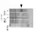 Fig. 08 - Methods and compositions for modulating TNF/TNFR signaling