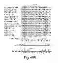 Fig. 48 - Compositions having antiangiogenic activity and uses thereof