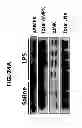 Fig. 40 - Methods for Treating and Preventing Cardiac Dysfunction in Septic Shock