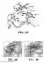 Fig. 07 - Methods of promoting neuronal outgrowth by gypican 2 that binds to receptor protein tyrosine phosphatase sigma