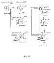 Fig. 04 - Method for inhibiting autophagy of motor neurons