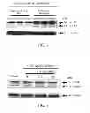 Fig. 09 - Method for inhibiting autophagy of motor neurons