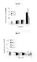Fig. 06 - CORROLES FOR NEUROPROTECTION AND NEURORESCUE