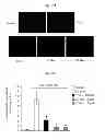 Fig. 19 - CORROLES FOR NEUROPROTECTION AND NEURORESCUE