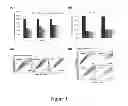 Fig. 02 - Method of using antimycin A to downregulate Wnt/b-catenin pathway to treat gefitinib resistant cancer