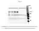 Fig. 02 - Prolyl hydroxylase inhibitors and methods of use