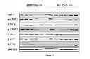 Fig. 03 - HSP90 INHIBITORY COMPOUNDS IN TREATING JAK/STAT SIGNALING-MEDIATED CANCERS