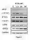 Fig. 07 - HSP90 INHIBITORY COMPOUNDS IN TREATING JAK/STAT SIGNALING-MEDIATED CANCERS