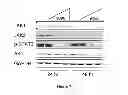 Fig. 08 - HSP90 INHIBITORY COMPOUNDS IN TREATING JAK/STAT SIGNALING-MEDIATED CANCERS
