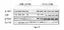 Fig. 12 - HSP90 INHIBITORY COMPOUNDS IN TREATING JAK/STAT SIGNALING-MEDIATED CANCERS