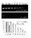 Fig. 09 - Recombinant protein for siRNA delivery and composition comprising the same