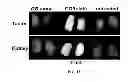 Fig. 13 - Folate Conjugates