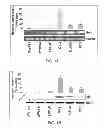 Fig. 02 - Methods and compositions for the diagnosis, classification, and treatment of cancer