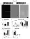 Fig. 06 - Recombinant virus products and methods for inhibition of expression of myotilin