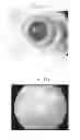 Fig. 02 - SYNTHETIC VITREOUS MATERIAL