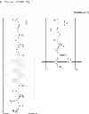 Fig. 33 - SUGAR CHAIN-CAPTURING SUBSTANCE AND USE THEREOF
