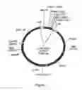 Fig. 06 - Immunoglobulin-binding proteins with improved specificity