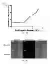 Fig. 09 - ACOUSTICALLY RESPONSIVE PARTICLES WITH DECREASED CAVITATION THRESHOLD