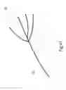 Fig. 35 - Microwave ablation catheter and method of utilizing the same