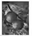 Fig. 01 - 'B Thome Gala'