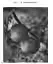 Fig. 02 - 'B Thome Gala'