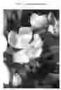 Fig. 04 - 'B Thome Gala'