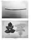 Fig. 02 - Raspberry plant named 'DRISRASPFIVE'