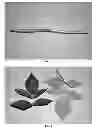 Fig. 02 - Raspberry plant named 'Drisraspseven'