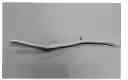 Fig. 01 - Raspberry plant named 'Drisraspsix'
