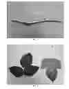 Fig. 02 - Raspberry plant named 'Drisraspsix'