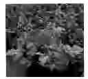 Fig. 01 - Heuchera plant named 'Ginger Snap'