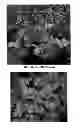 Fig. 02 - Heuchera plant named 'Ginger Snap'