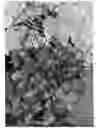Fig. 01 - Heuchera plant named 'Coco'