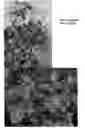Fig. 02 - Heuchera plant named 'Coco'