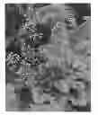 Fig. 01 - Heuchera plant named 'Peppermint'