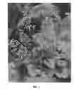Fig. 02 - Heuchera plant named 'Peppermint'