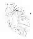 Fig. 04 - Off-trigger locator and guide path for a firearm