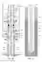 Fig. 03 - MANAGED PRESSURE DRILLING SYSTEM HAVING WELL CONTROL MODE