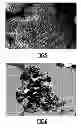 Fig. 04 - Luminophores and core-shell luminophore precursors