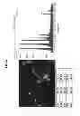 Fig. 07 - LIGHT-EMITTING-DEVICE PACKAGE AND A PRODUCTION METHOD THEREFOR