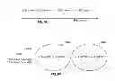 Fig. 08 - Multiple timing advance groups (TAGS) for UL carrier aggregation (CA)