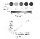 Fig. 06 - Theranostic nanoparticle and methods for making and using the nanoparticle