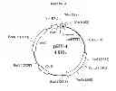 Fig. 06 - Treatment of tumors with recombinant interferon alpha